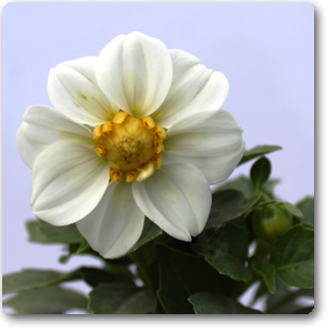 Dahlia (White) - Plant ( Buy 1 Get 1 Free )